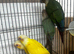 Baby Conure