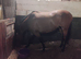 16hh TB gelding