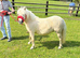 Bonnie, 5yr old leadrein/ first ridden