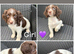 Springer Spaniel puppies