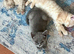 Beautiful pedigree Scottish Straight kittens