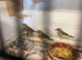 zebra finches