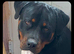 9 month rottweiler intact rottweiler boy