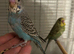 Hand reared budgies