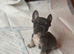 Stunning litter of true to type Frenchbulldogs READY THIS WEEKEND