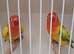 Love birds