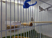 2 Fawn Owl Finches