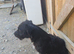 Patterjack