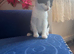 Kittens for sale