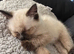 Ragdoll cross Russian Blue kitten for sale