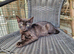 Beautiful Bengamese kittens