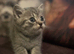 Beautiful British short hair kittens