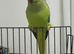 Baby green ring neck parrot