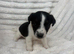 Jack Russel puppy&rsquo;s for sale