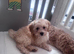 Last boys remaining beautiful cavapoo pups