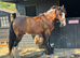 16Hh 4YO Gelding RIDE AND DRIVE 100% BOMBPROOF COB