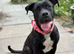 Staffy x Mastiff Female