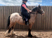 Mega pony!
