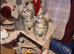 Fur balls