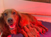 Cocker Spaniel Girl