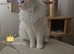 Outstanding TICA Registered Ragdoll Stud Male