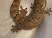 Mourning Geckos