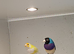 Cock gouldian finch