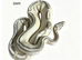 Various royal pythons for sale