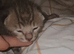 STUNNING SILVER & SPOTTED SAVANNAH X BENGAL KITTENS