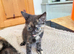 4 gorgeous kittens for sale