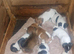 Beautiful traditional jack Russell's