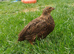 2 female rosetta coturnix quail