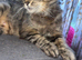 Hypoallergenic Siberian cat