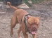 Dogue de bordeaux for stud