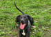 8 month old whippet lurcher dog