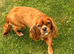 Lovely 5yr old ruby CKCS girl