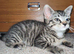 Two adorable kittens looking for a loving home!