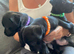 Patterdale terrier