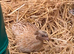 Last Quail Chick Hatch of 2026 - Due This Weekend!