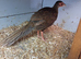 I have 2 male silver pheasants looking to swop or buy a female