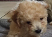 Maltipoo puppies ready now