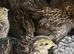 Chinese painted quails