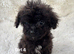 CAVAPOO'S