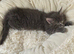 Maine coon