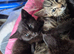 7 kittens for sale