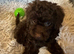 Toy Cavapoo Puppies last pup