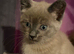 Kittens for sale