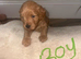 Beautiful cockapoo puppies for sale