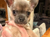 Sable blue/fawn Chuiahahaha puppies