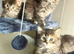 Beautifull kittens